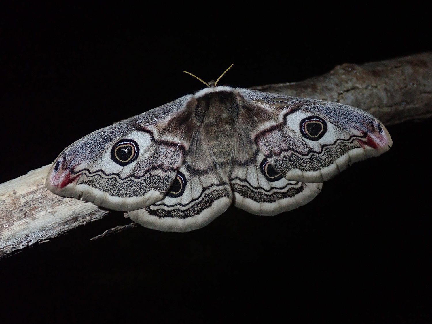 nocni leptir_ Saturnia pavoniella Saturniidae Lepidoptera
