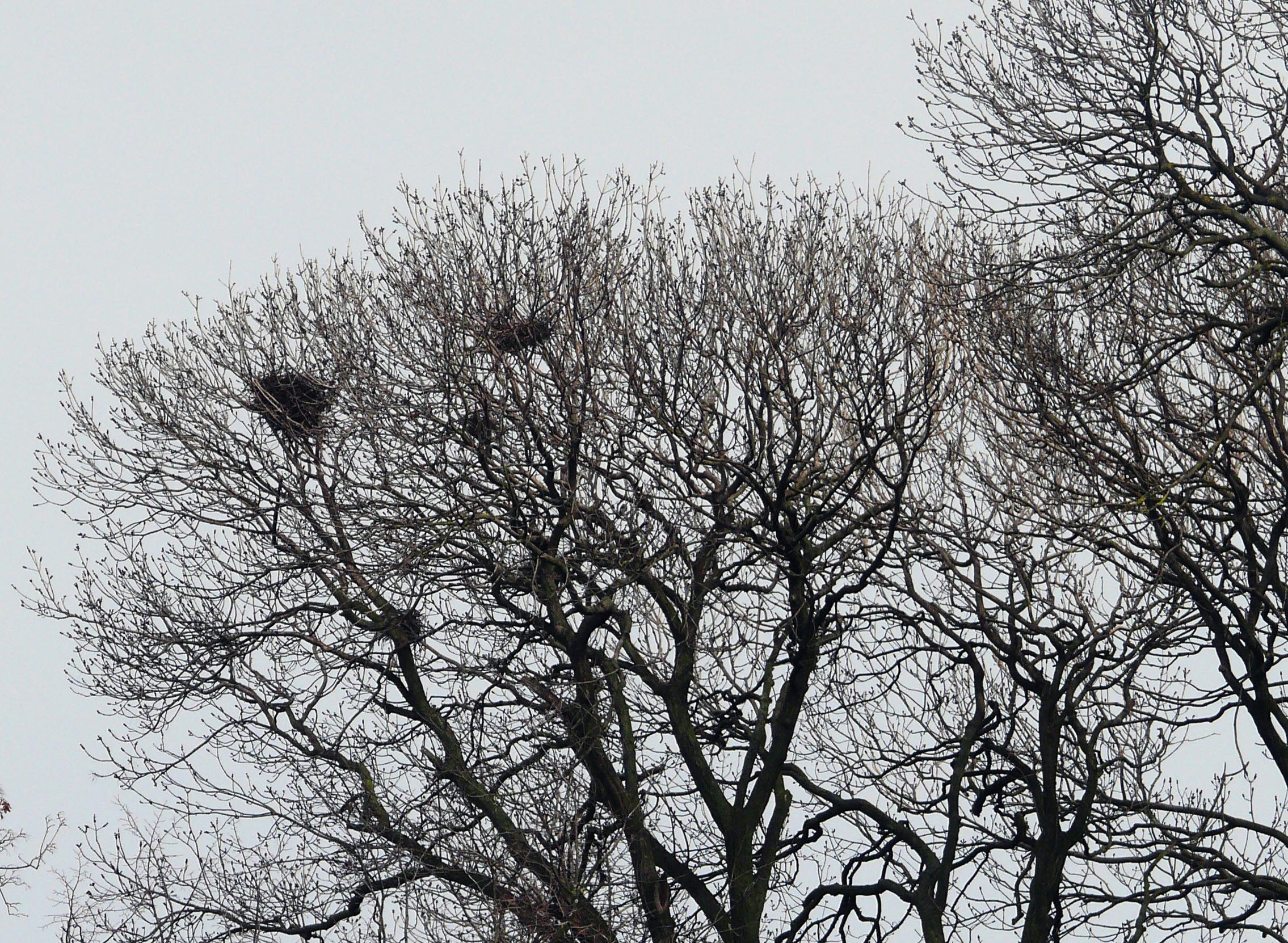 gnijezda vrane gačac u Perivoju Zrinski